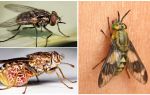 Varianter av fluer med bilder og beskrivelser