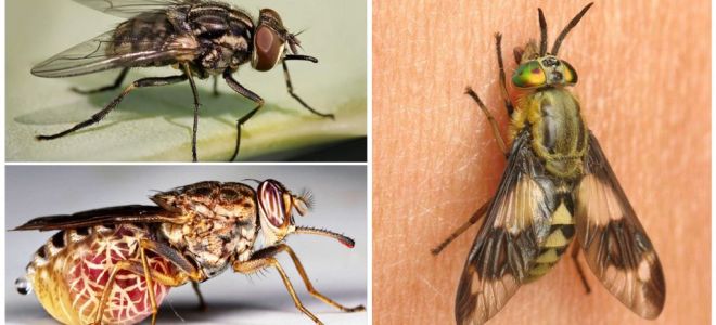 Espécies de moscas com uma foto e descrição