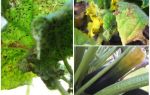 Hvordan slippe af bladlus på zucchini