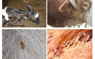 गायों और बछड़ों में जूँ का उपचार