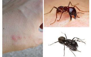 Ukąszenia mrówek