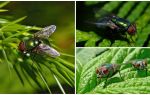 Beskrivelse og billede af green carrion fly