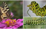 Descrição e foto da lagarta da borboleta Machaon