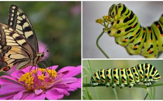 Beskrivelse og billede af Caterpillar af Machaon sommerfuglen