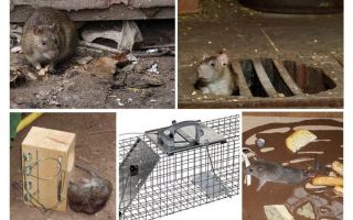 Hur man tar bort råttor från källaren folkmekanismer