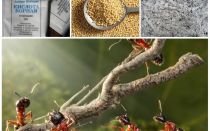 Walczące mrówki w ogrodowych działkach ludowych