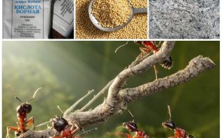 Καταπολέμηση μυρμήγκια στον κήπο οικόπεδο λαϊκές θεραπείες