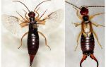 Ušne insekte: fotografije, opis, nego opasne