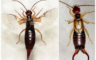 Insekten Ohrwürmer: Fotos, Beschreibung, als gefährlich