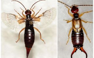 الحور earwigs: الصور والوصف ، من خطير