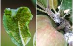 Hvordan slippe af bladlus på æbletræer