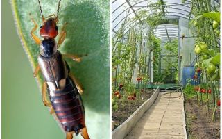 Πώς να ασχοληθεί με dvuvostokami (earwigs) στο θερμοκήπιο