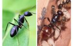 Πόσο ζωντανεύει ένα μυρμήγκι;