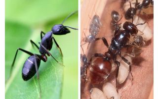 Quanto uma formiga mora?