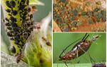Hvordan virker bladlus på planter