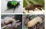 Hva er forskjellen mellom bjørnens larver og kanskje bille