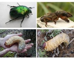 Jaka jest różnica między larwami niedźwiedzia a chrząszczem majowym