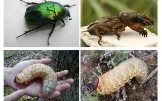 Jaka jest różnica między larwami niedźwiedzia i chrząszcza