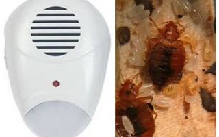 Repeller Pest Repeller từ bedbugs