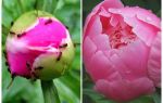 Peonies karıncalar, halk ilaçları nasıl işlenir