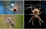 Som edderkoppen væver en web