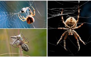 Som edderkoppen vever en web