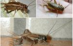 Beskrivelse og bilder av crickets