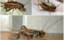 Opis i fotografije cvrčaka