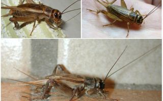 Beskrivelse og billeder af crickets