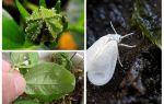 Hvordan slippe af med whitefly på indendørs blomster