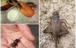 Što rade i kako pjevaju cvrčci
