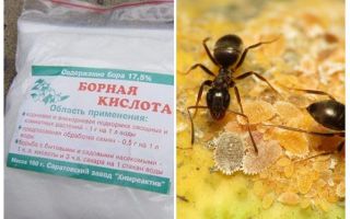 Βορικό οξύ κατά των μυρμηγκιών στο διαμέρισμα και τον κήπο