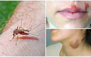 Jakie choroby cierpią komary
