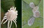 Hogyan lehet megszabadulni a mealybugtól a beltéri növényekben