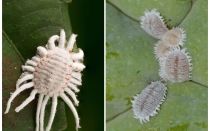 इनडोर पौधों पर mealybug से छुटकारा पाने के लिए कैसे