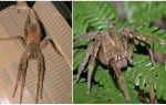 Beskrivelse og foto spider tramps
