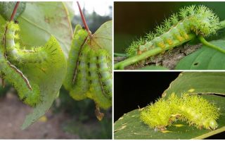 Beskrivelse og billeder af farlige giftige larver