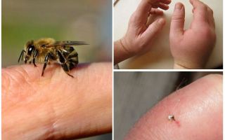 O que é uma picada de abelha útil para uma pessoa?