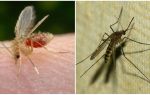 Koja je razlika između komaraca i komaraca