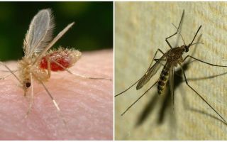 Jaka jest różnica między komarami a komarami