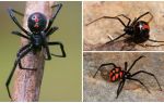 Varianter af edderkopper fotos med navne og beskrivelser