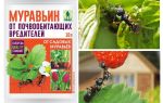 Karıncalar gelen Ants 10g: kullanım ve yorumlar için talimatlar