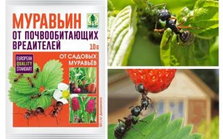 Mrówki 10g od mrówek: instrukcje użytkowania i recenzje