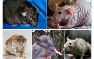 चूहे की प्रजातियां