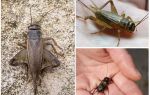 Forskelle cricket og cicada