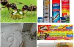 Hvordan man ødelægger myrer og anthill