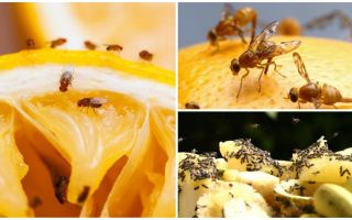 Comment se débarrasser des mouches des fruits dans le magasin de cuisine et des remèdes populaires