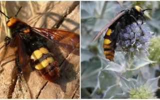 Beschrijving en foto's van gigantische wespen