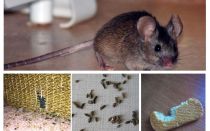 Kako se nositi s miševima u stanu