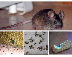 Bagaimana untuk menangani tikus di apartmen